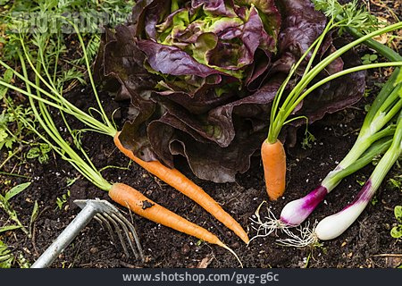 
                Salat, Ernte, Erntezeit, Frühlingszwiebel, Mohrrüben                   