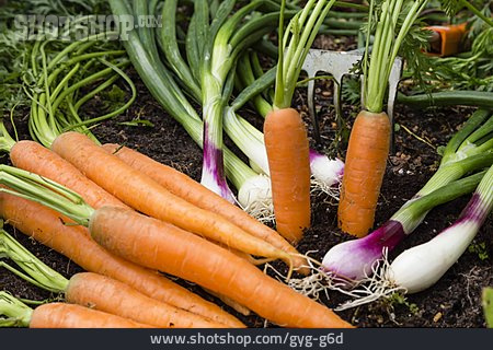 
                Karotten, Ernte, Lauchzwiebel, Gartensaison                   