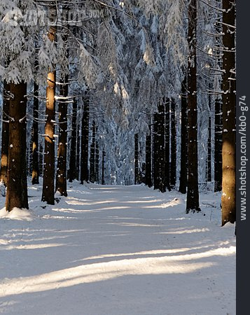 
                Winter, Verschneit, Nadelwald                   
