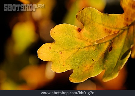 
                Herbstblatt                   