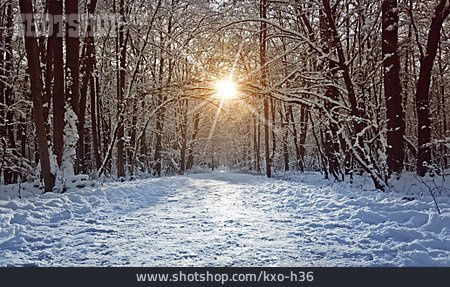 
                Winterlandschaft, Schnee, Winterwald                   
