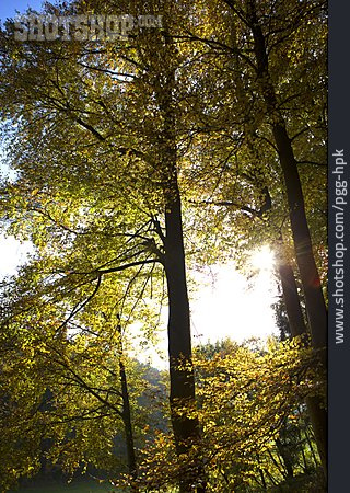
                Herbstlich, Laubwald                   