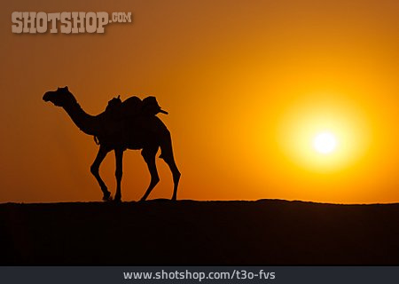 
                Wüste, Kamel, Orientalisch                   