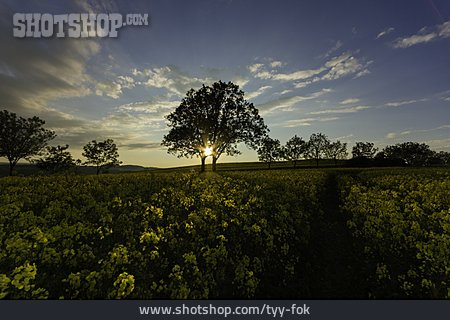 
                Landschaft, Sonnenuntergang, Rapsfeld                   