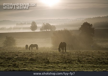 
                Fog, Horses, Paddock                   