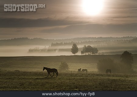 
                Nebel, Pferde, Pferdekoppel                   