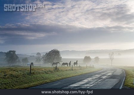
                Nebel, Pferdekoppel, Landstraße                   