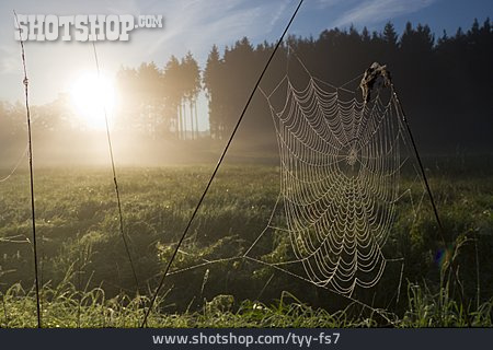 
                Landschaft, Spinnennetz, Morgens                   