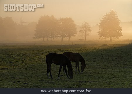 
                Nebel, Pferde, Pferdekoppel                   