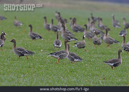 
                Swarm, Greylag Goose, Rest                   