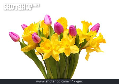
                Tulpen, Narzissen, Frühlingsstrauß                   