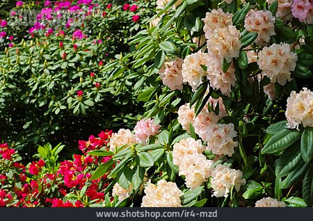 
                Rhododendron, Blühen                   