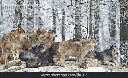
                Herd, Wolf Pack                   