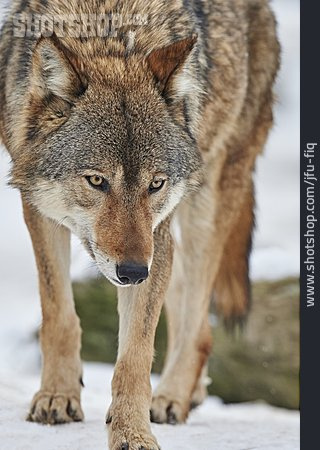
                Raubtier, Wolf                   