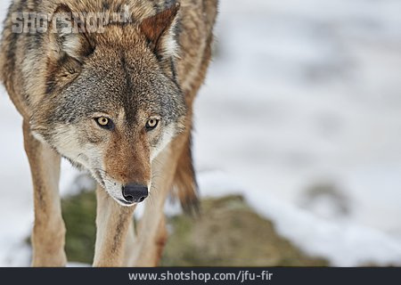 
                Portrait, Wolf                   