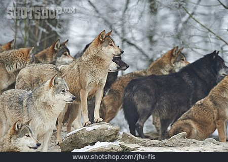 
                Wolf, Wolfsrudel, Winterwald                   