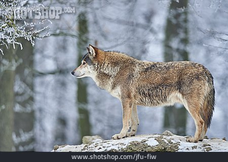
                Raubtier, Wolf, Winterwald                   