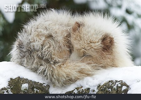 
                Winter, Arctic Fox                   