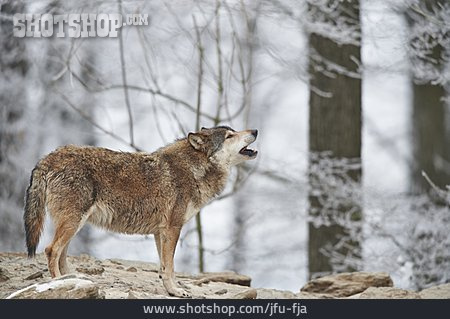 
                Wolf, Heulen                   