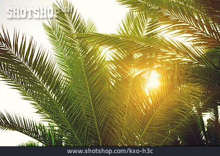 
                Sonnenlicht, Sommer, Palme                   