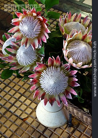 
                Protea                   