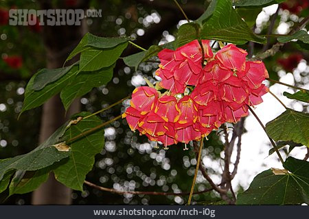 
                Blüte, Chinesenhutpflanze                   
