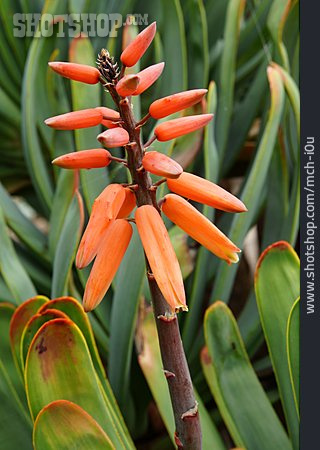 
                Aloe Plicatilis                   