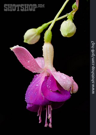 
                Fuchsie, Fuchsienblüte                   