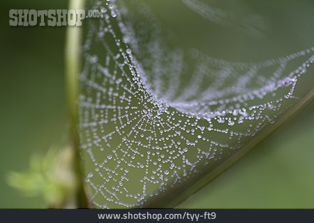 
                Spinnennetz, Tautropfen                   