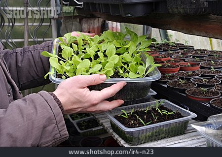 
                Gemüseanbau, Jungpflanze, Pflanzenaufzucht                   