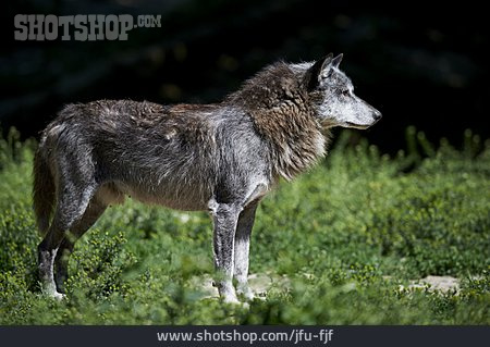 
                Wolf, Timberwolf                   