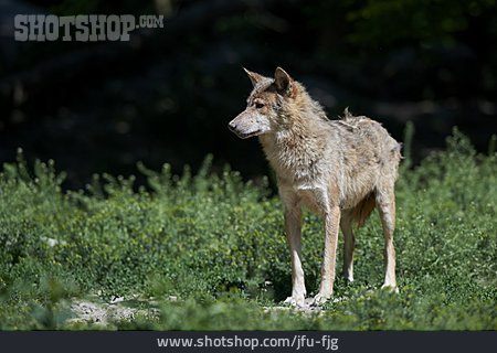 
                Wolf, Timberwolf                   