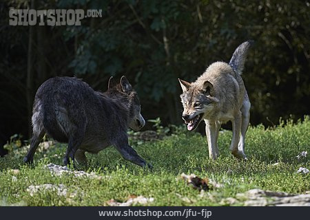 
                Wolf, Rivalen, Machtkampf                   