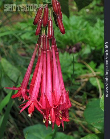 
                Fuchsien, Fuchsia Corymbiflora                   