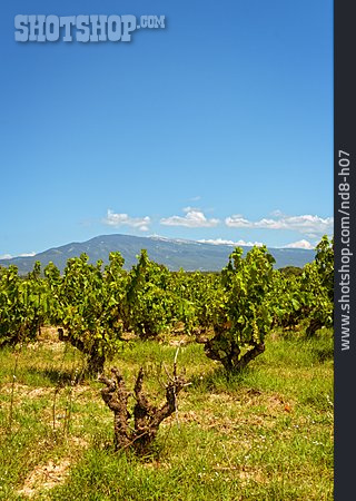 
                Weinanbau, Provence                   