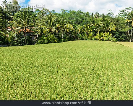 
                Bali, Reisfelder                   