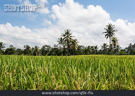 
                Reisanbau, Bali, Reisfelder                   