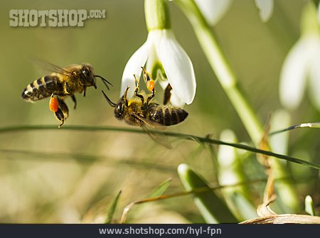 
                Honigbiene, Bestäubung, Schneeglöckchen                   