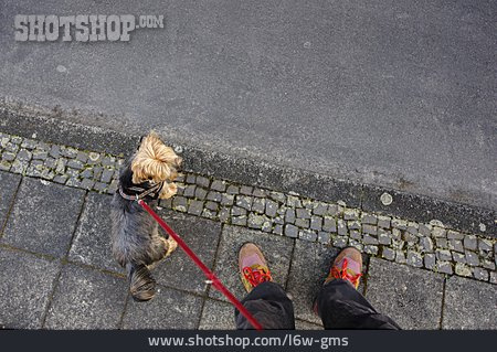 
                Gassi, Yorkshire Terrier                   