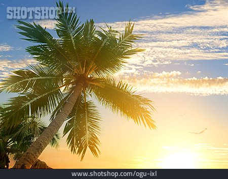 
                Gegenlicht, Palme, Sri Lanka                   