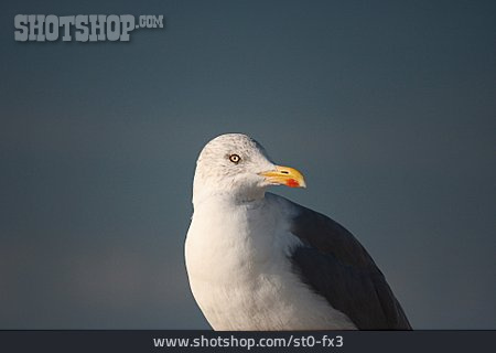 
                Seagull, Herring Gull                   