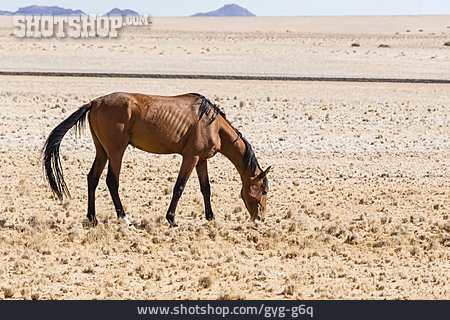 
                Namib Desert Horse                   