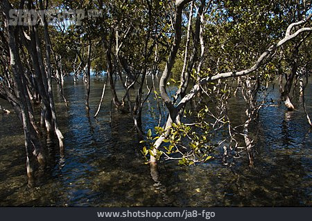 
                Mangrove Forest, Australia, Queensland                   