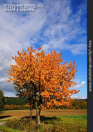 
                Kirschbaum, Herbstlaub                   