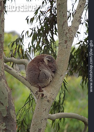 
                Eukalyptus, Koalabär                   