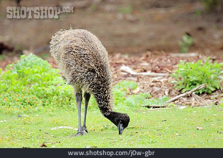 
                Emu, Jungvogel                   