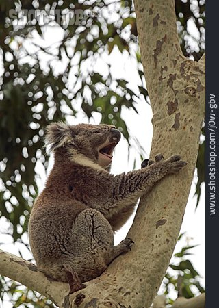 
                Gähnen, Koalabär                   