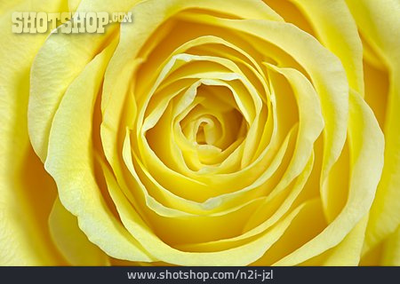 
                Hintergrund, Gelb, Rosenblüte                   