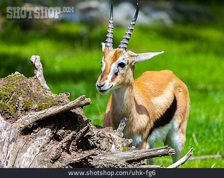 
                Antilope, Puku                   