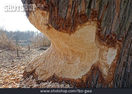 
                Tree Trunk, Beaver                   